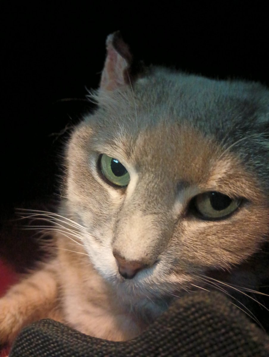 SalonTaphophile's tweet photo. Just cos I'm not on bird app too often here is Electra, our cat! https://t.co/Kzdn44SVOz