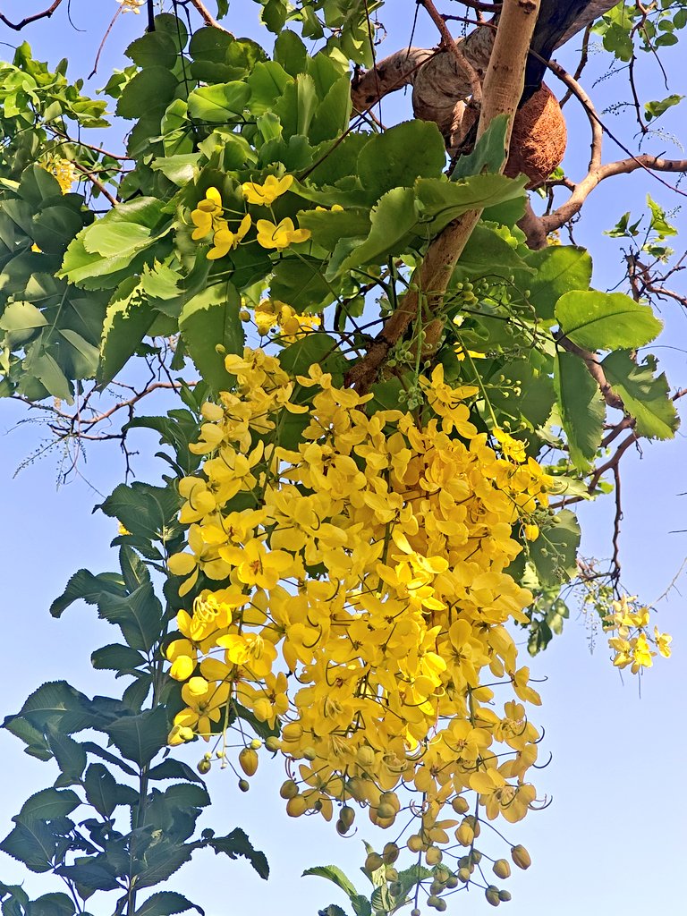 artizzzz's tweet photo. Pops of yellow
Making the morning mellow
#FlowerPower
#JuneDiaries https://t.co/l6GJOmTyJy