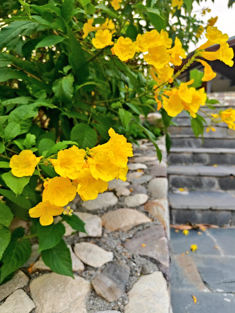 artizzzz's tweet photo. Pops of yellow
Making the morning mellow
#FlowerPower
#JuneDiaries https://t.co/l6GJOmTyJy
