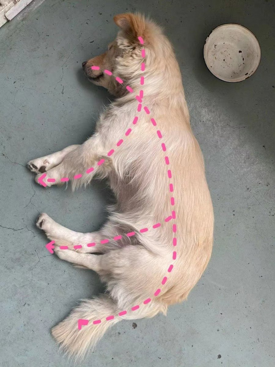 Heapet_official's tweet photo. Never Seen A Dog Whose Sleeping Posture Looks Like A Chinese Character.
#heapet #dog #sleepingposture https://t.co/5NcwCYImam
