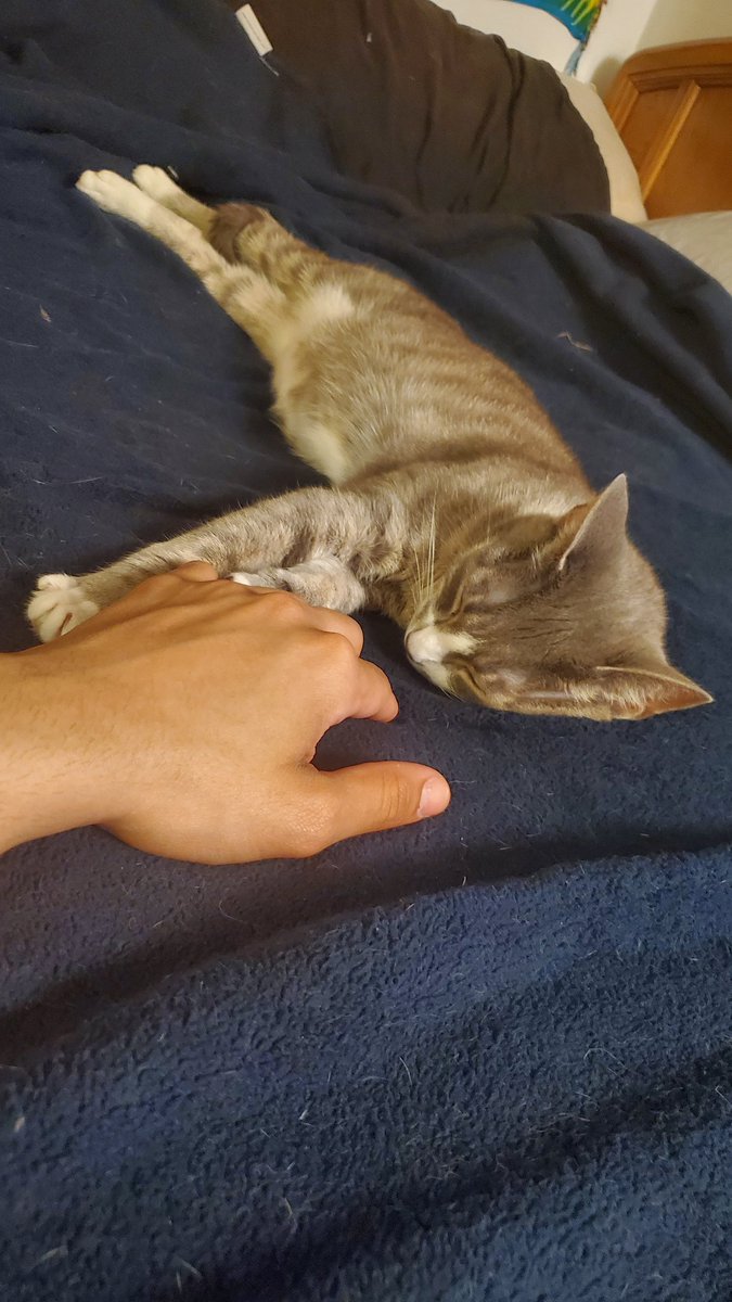 mswilladewhisp's tweet photo. EVERYONE STFU THIS IS AN EMERGENCY ALERT!

HAZEL LET ME HOLD HER PAWS WHILE WATCHING 2 FULL EPISODES OF MY HERO ACADEMIA! https://t.co/31XY9LcsTq