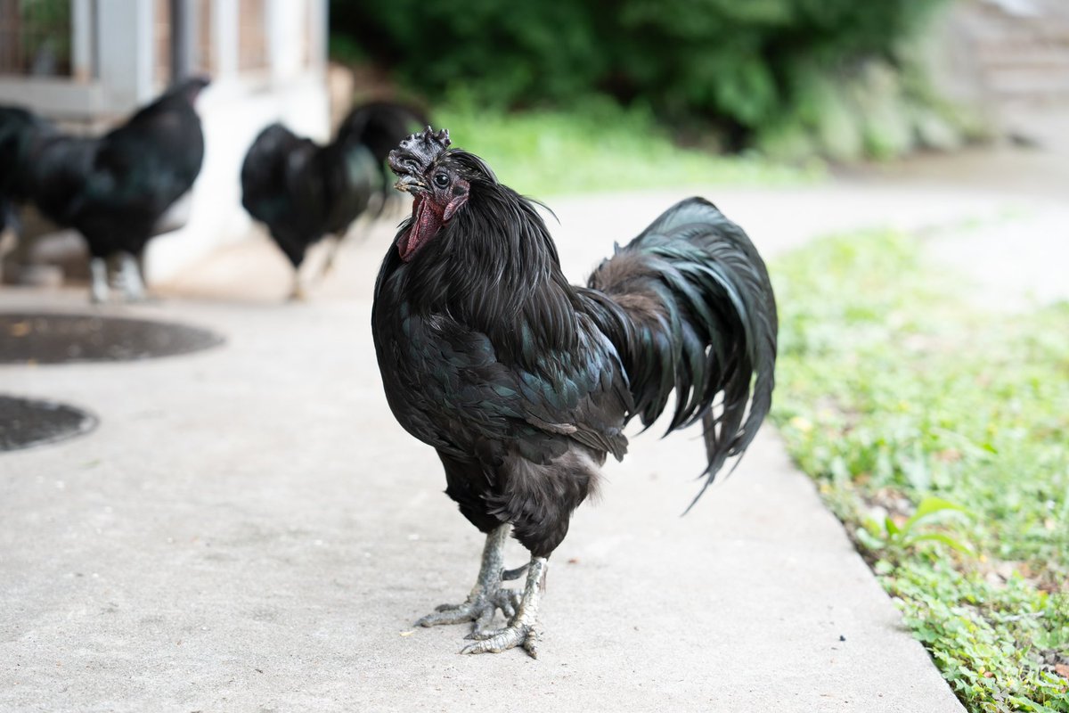 Secretary_Haru's tweet image. うつくしい上に
ちょっとタレ目でかわいい
雌の長鳴鶏🐓
　
こんな凛とした佇まいの女性に
憧れるなぁ。。。

#玉祖神社
#大阪観光
#長鳴鶏 
#sonyα7c2