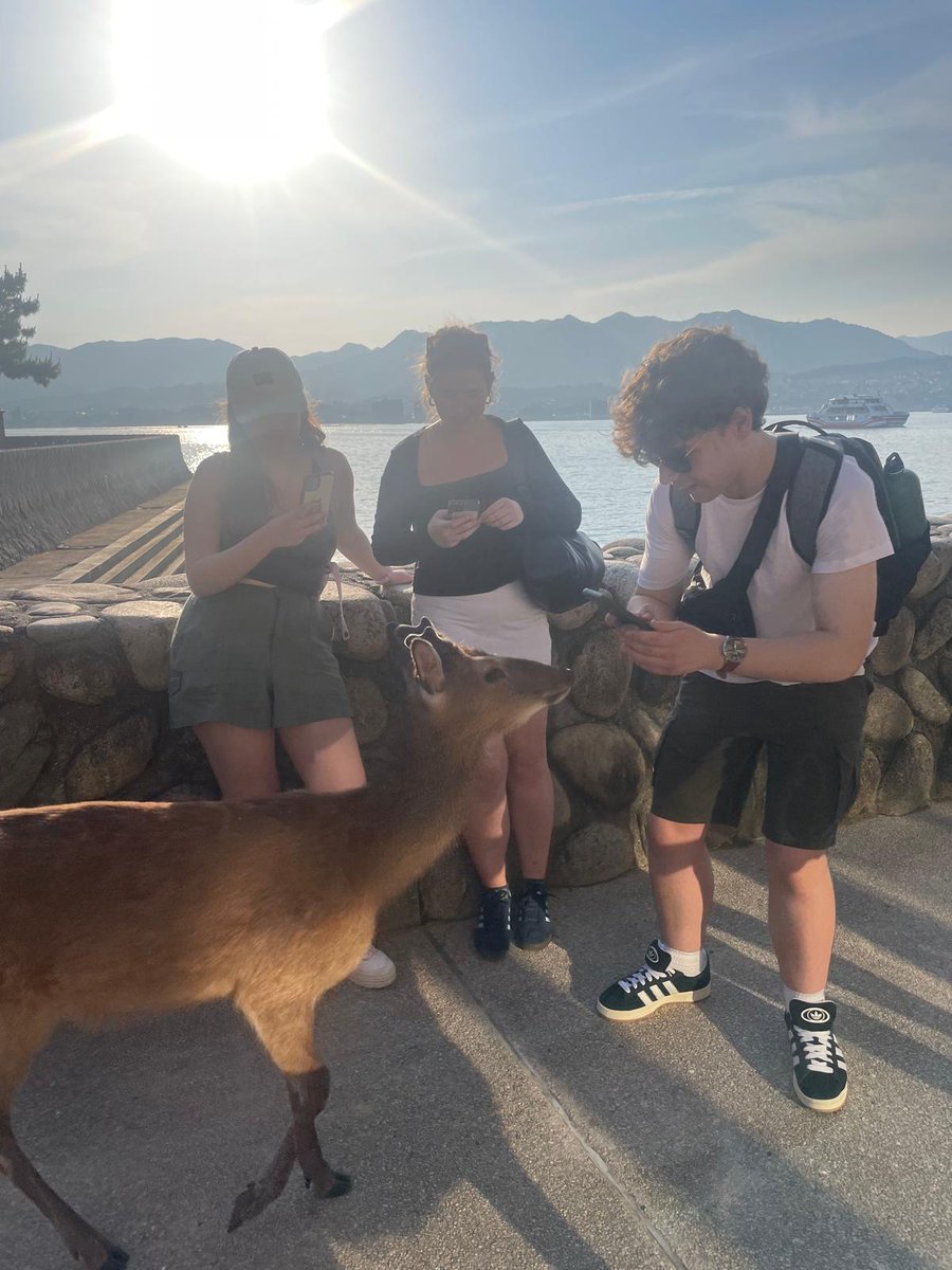 DavidHughes6ed's tweet photo. Diwrnod hyfryd yn Miyajima. Allor Itsukushima a'r gât O-Torii yn anhygoel a'r ceirw yn dangos diddordeb yn y criw!
A wonderful day on Miyajima. The Itsukushima shrine and O-Torii gate were amazing and the deer were very curious! @TaithWales @DavidHughesYDH https://t.co/W92aG3vAxQ