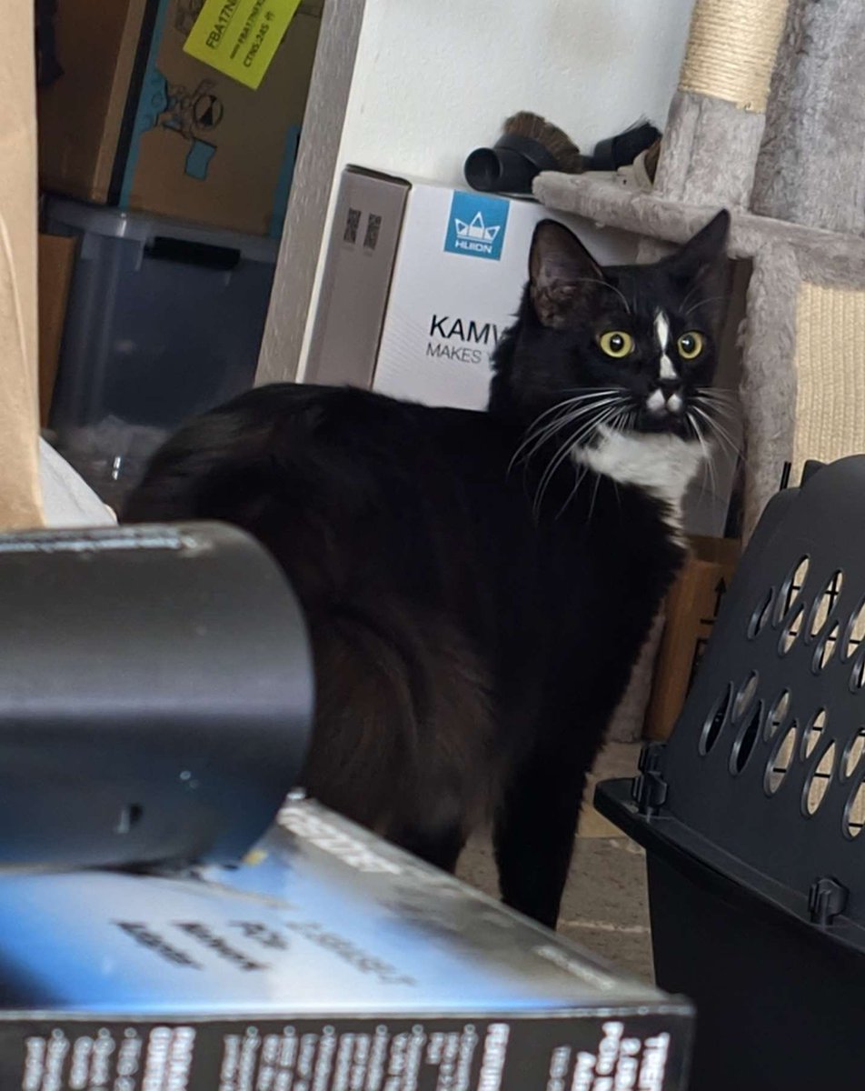 This idiot has no idea he's going to the vet on Sat.