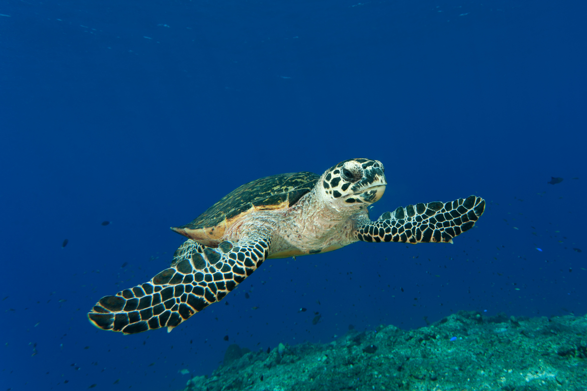 WWF-Pacific tweet media