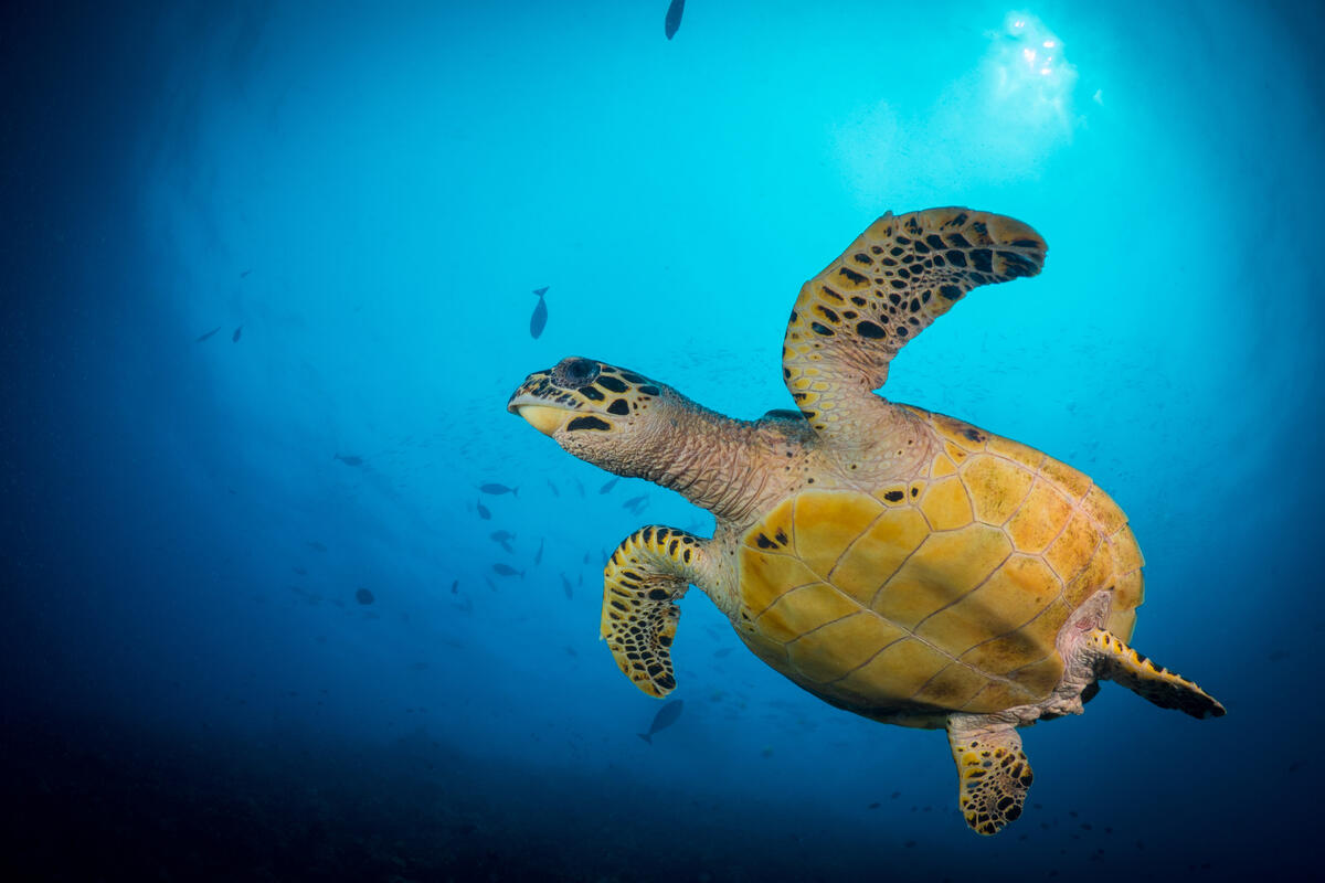 WWF-Pacific tweet media