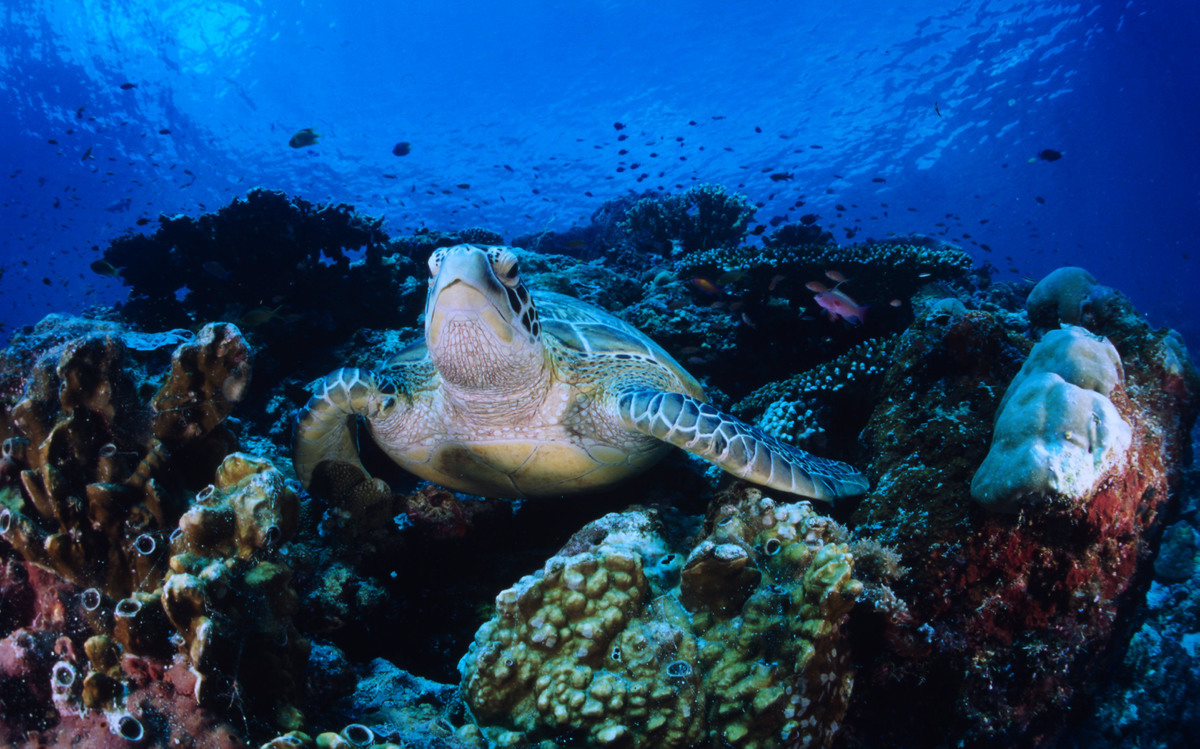 WWF-Pacific tweet media