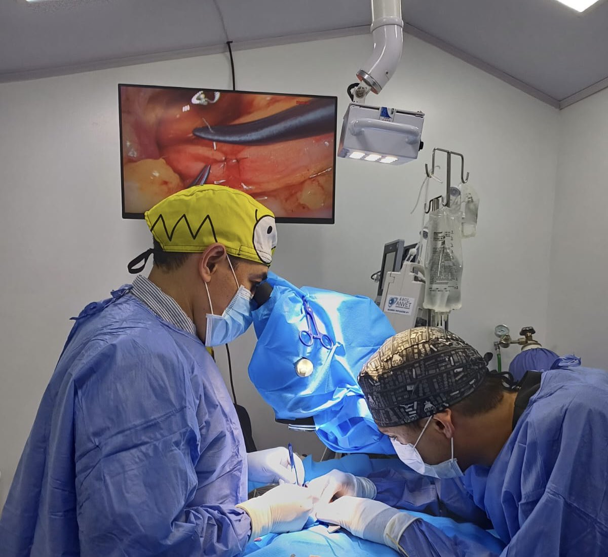DrCesarMayorga's tweet photo. Microsurgical removal of a ureteral stone in a 3 YO cat with pyonephrosis. Surprisingly effective. Full recover within few days. #nefrovetcolombia https://t.co/880rAoJk2q