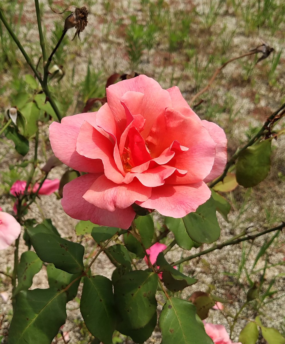 息子が拾ってきた葉っぱ並べただけ 色補正も何もなしでこの美しさ 自然ってすごい って言葉だけでは追いつかないぞ, image size:995x1200