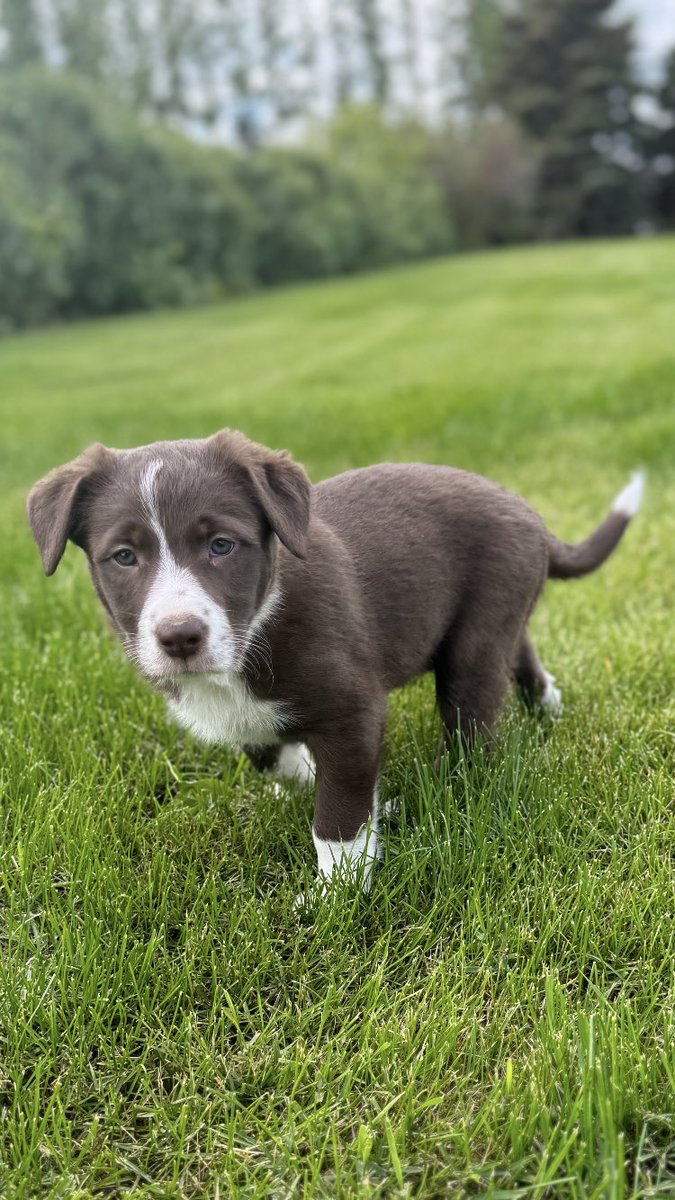 If your looking for a strong work partner and friend this guy is ready for a good home
<a href="/HollyThompson8/">Holly Sparrow</a>