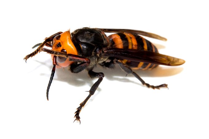 オオスズメバチの女王さま
今年は知り合いの人からハチトラップにかかったのを
1頭もらってきて撮影した

動きを見ていると実にかっこかわいい生き物だ 