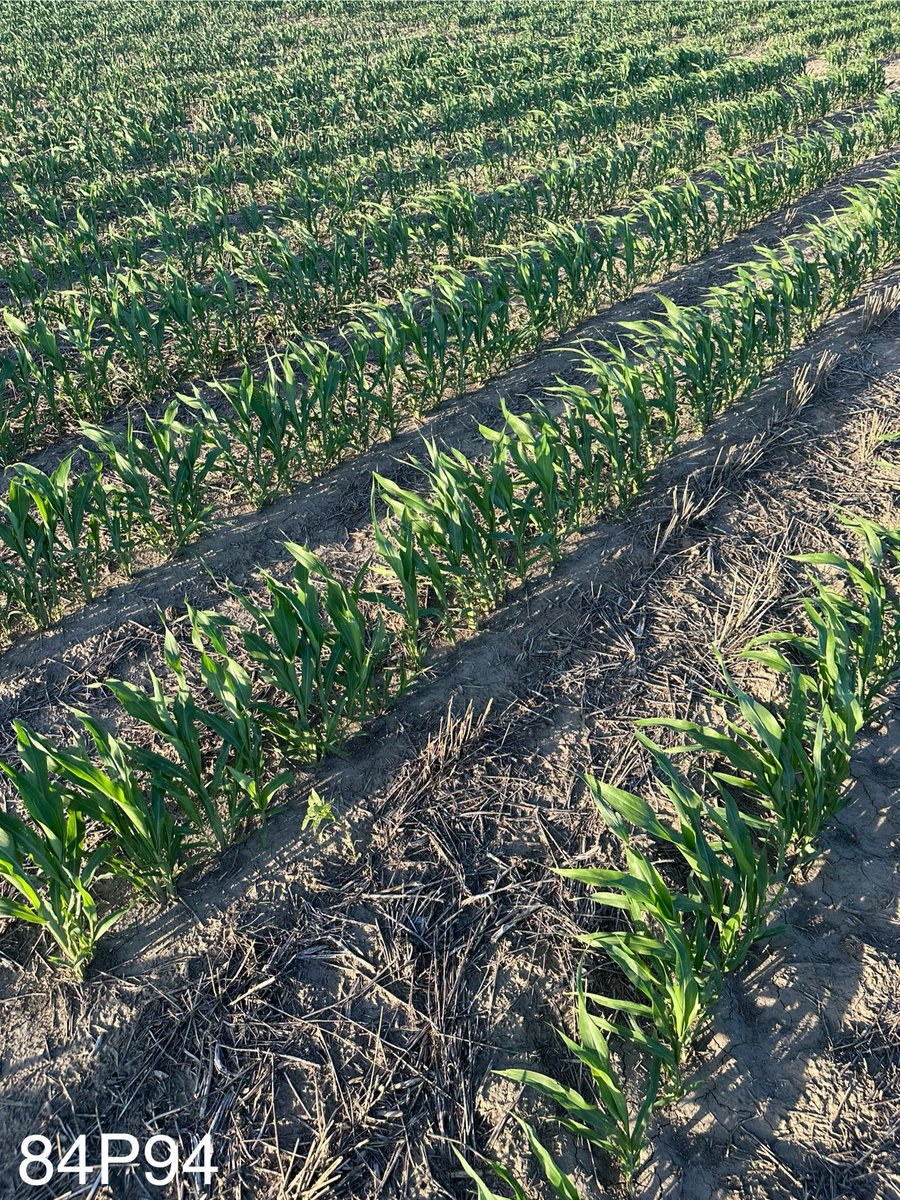 AgronomyRonny's tweet photo. @wardynmi I struggled to keep the iPad from overheating! But the milo was sure loving life! https://t.co/37h1B1CSfs
