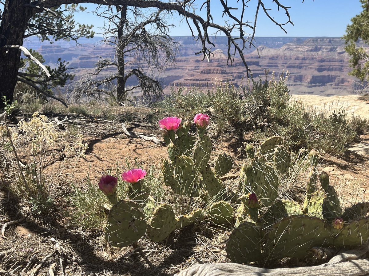 Rachel Smith-Bolton tweet media