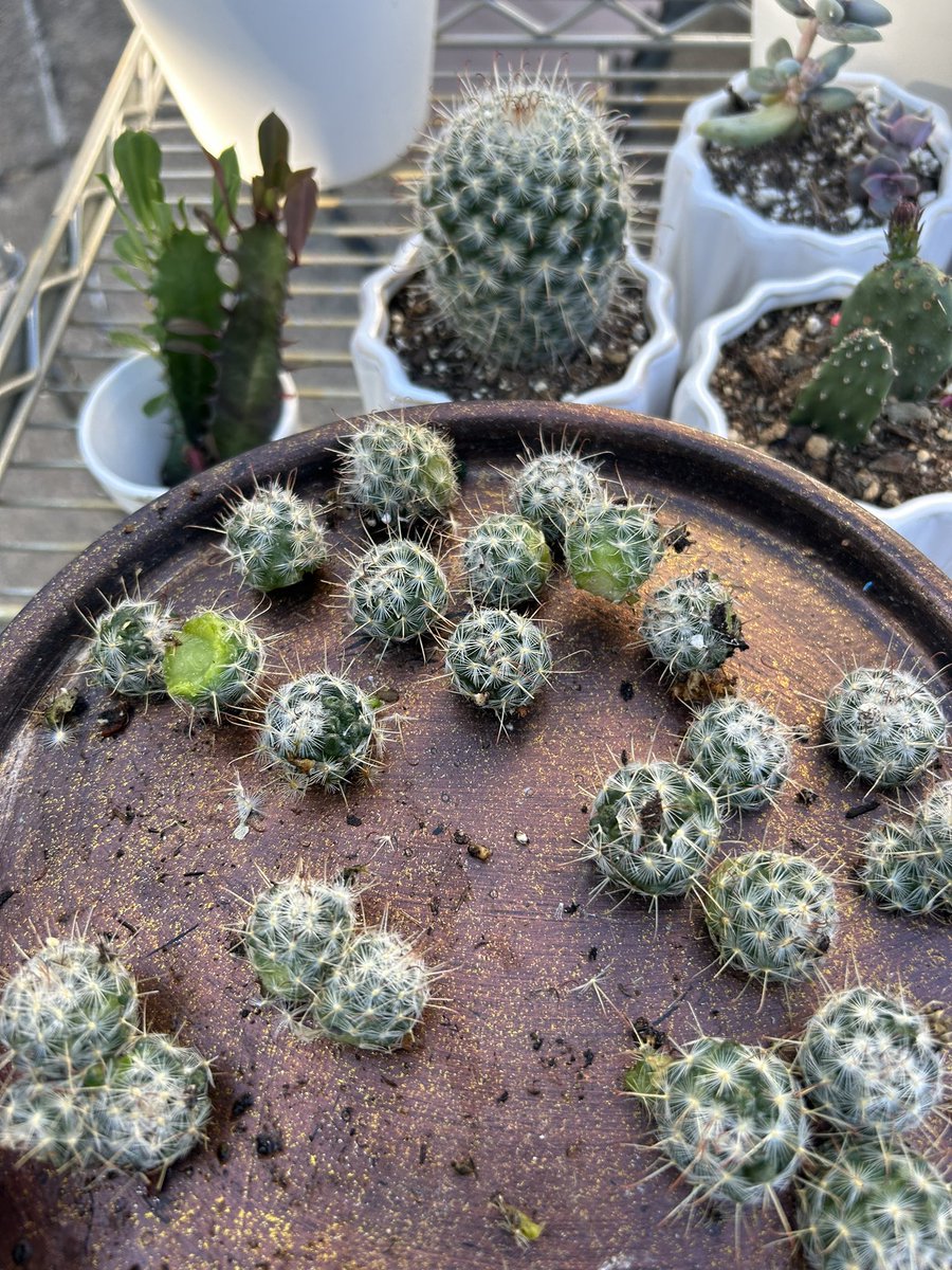 PolarizingLit's tweet photo. Propagated #cacti #cactus today to put in #tinypots https://t.co/sFjLZKR0oh #plants #gardenart #garden #summer https://t.co/bea0lAjQMd