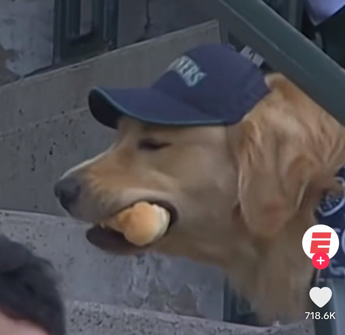 clanalee's tweet photo. What’s better than this? Guys just bein dudes. Dogs just eating dawgs https://t.co/oIMRAII9W7