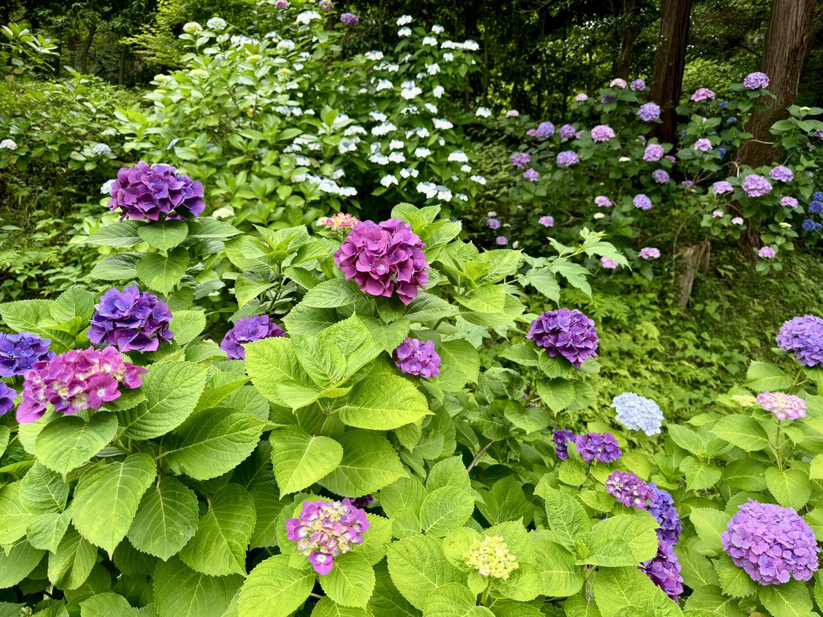 DaleNorth's tweet photo. So lovely! https://t.co/zscE1GbiKQ