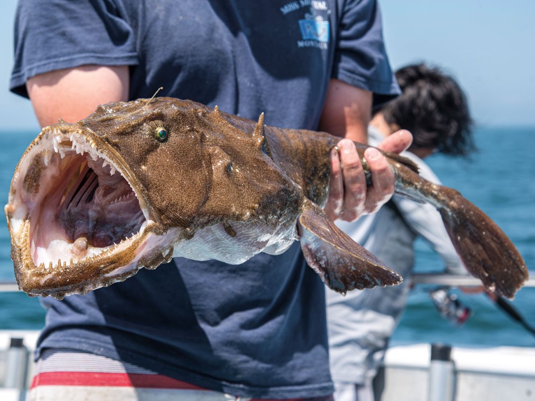 beertooth_'s tweet photo. @CreatorCrafted Monkfish are real! https://t.co/EaGYBroMl0