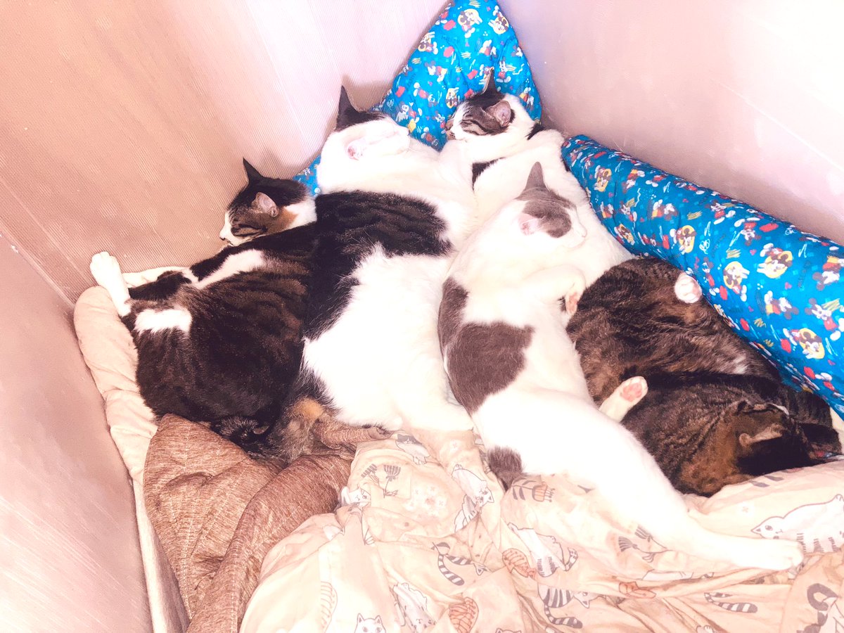 zeropointspace's tweet image. These children's(my children"cat" まprotected, rescued! lucky, happiest ) activities today are just amazing. 

"I feel like I'm glad I did it."

"I want to live in a much larger house for cats."
@zeropointspace #apersonwhomakeshopecometrue
#psychic
#abilty
Is this the only thing