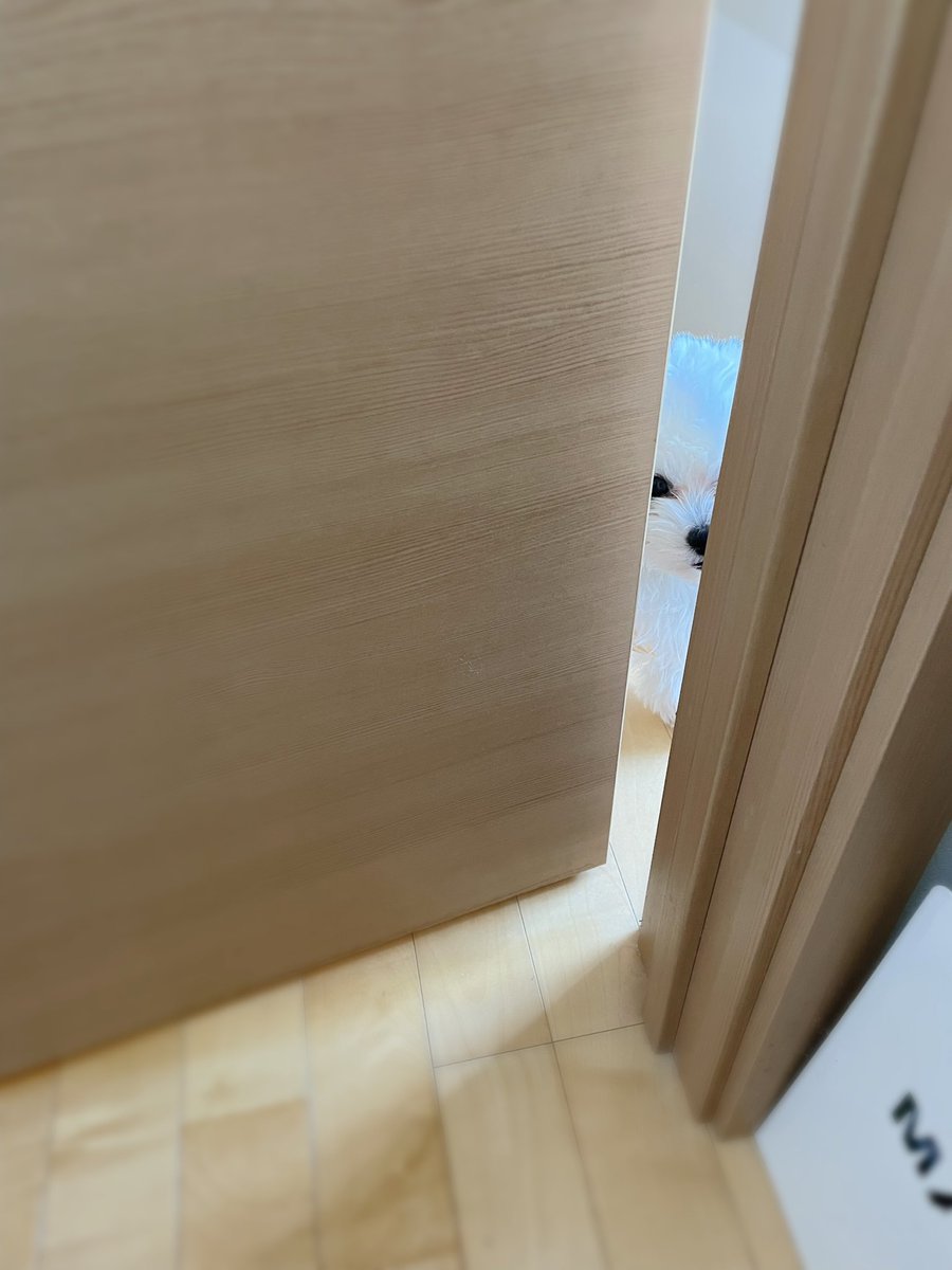 mayokomugi's tweet photo. トイレのスキマからこんにちは🚪 https://t.co/0XxdxrskEJ