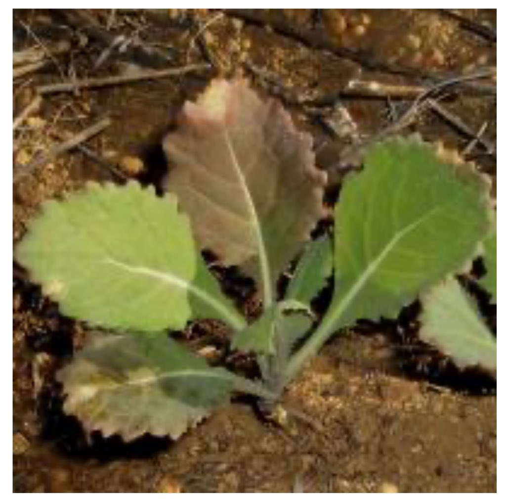 Looking at <a href="/theGRDC/">GRDC</a> Canola phosphorus trials at Wallendbeen comparing organic and inorganic P sources. P deficiency (nil P in second photo v 40 P first photo) looking nothing like textbook P deficiency (3rd photo). Wonder how much P deficiency goes unnoticed?