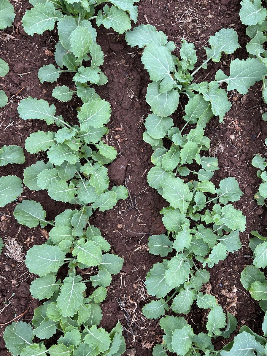 Rohan Brill tweet media