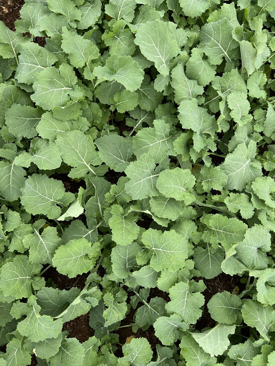 Rohan Brill tweet media