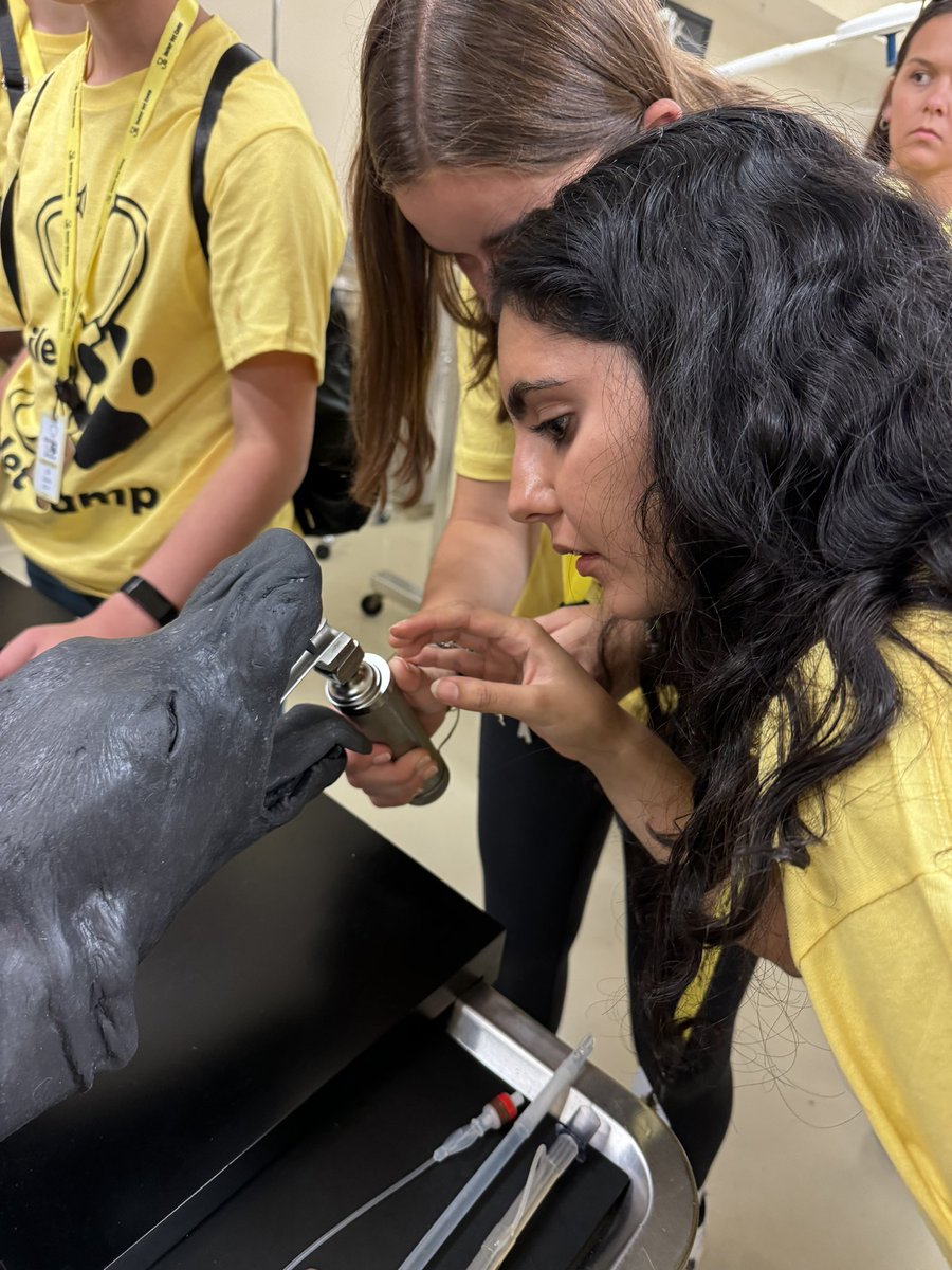 BoilerVetCamp's tweet photo. #TeamCash💰campers got to experience intubating canine and feline “patients” yesterday, as well as learn how to monitor patients under anesthesia! 🫁

#lifeatpurdue #boilervetcamp #pucvm #boilerup https://t.co/IJ0KcSpECj