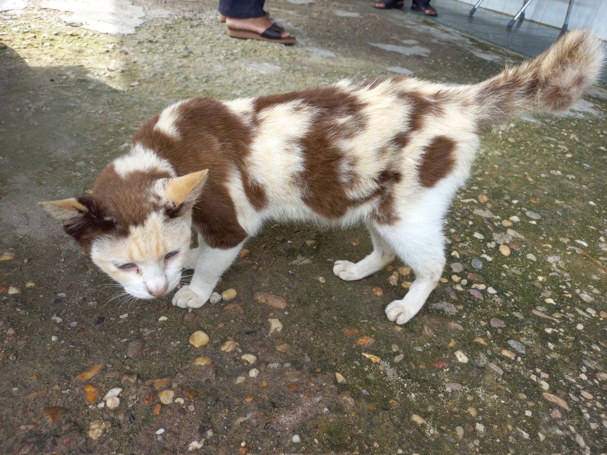 ansell tweet media