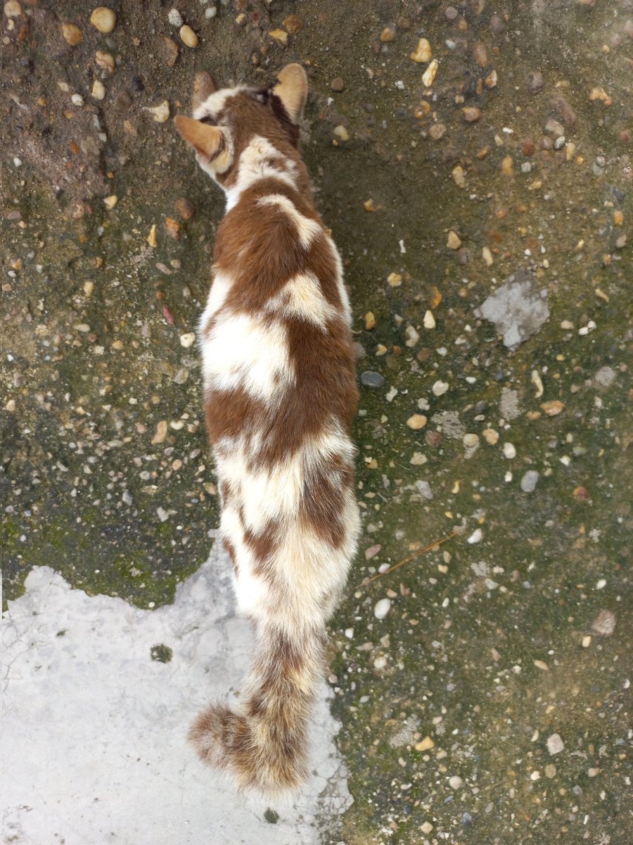 ansell tweet media