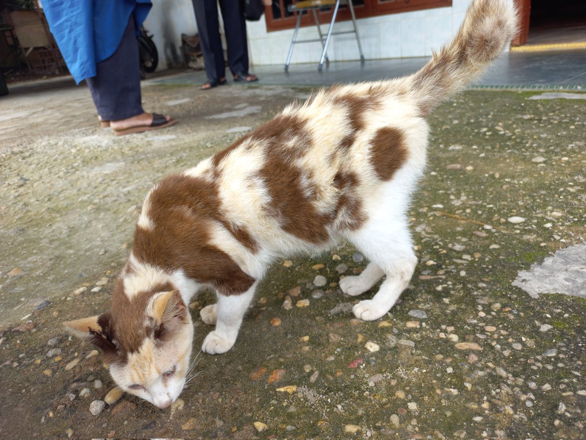 ansell tweet media