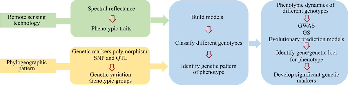 GrassResearch's tweet image. #GrassResearch #PlantGenetics #SpectralAnalysis 
Studying plant genetic variation by integrating spectral data &amp;amp; phylogeographic patterns reveals fascinating insights! 🌱🔬🌍
@MaximumAcademic @wileyplantsci @JIPBio @MSTurfgrass @Demirer_GozdeS
Details: maxapress.com/article/doi/10…