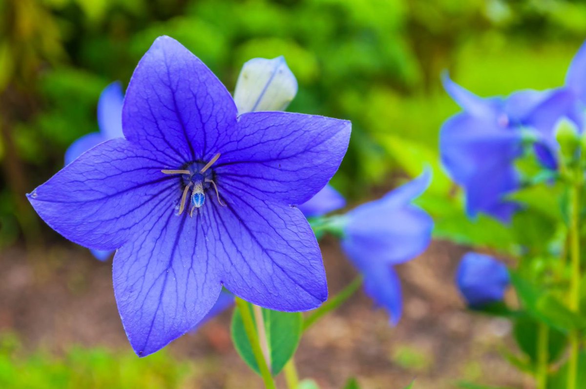 Nikolini_'s tweet photo. chat should we pollinate this flower https://t.co/gugGDtggoX