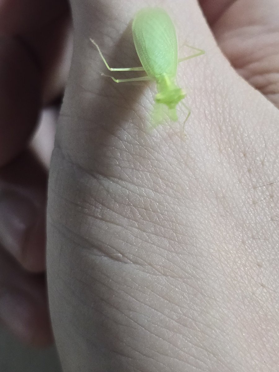 Praying Mantis came to say hello on set 🎬
#bsumone
#BibleWichapas