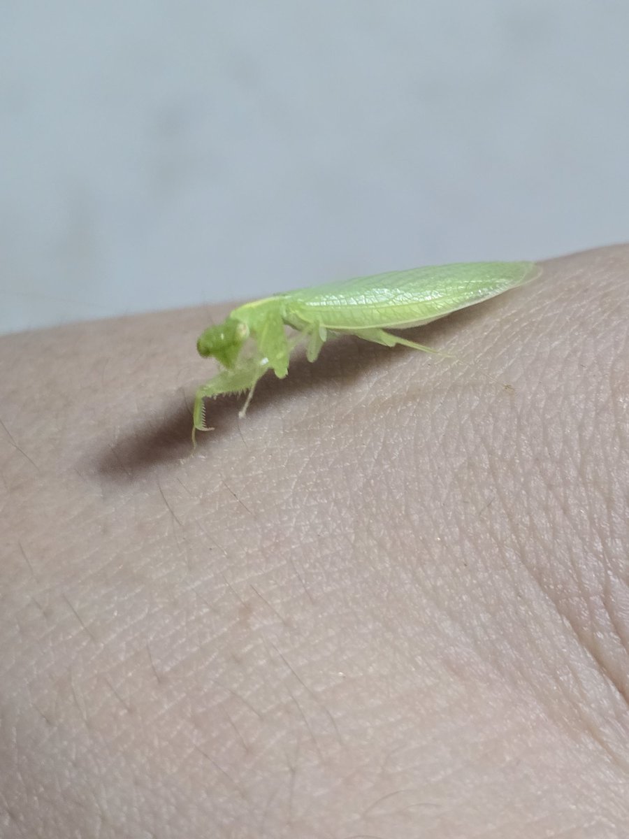 biblesumett's tweet photo. Praying Mantis came to say hello on set 🎬
#bsumone
#BibleWichapas https://t.co/9VgVjBuy7q