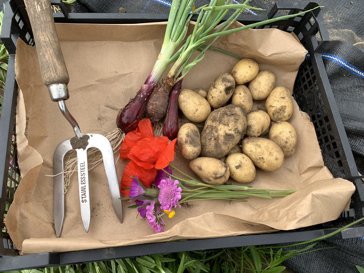 SaladMiss's tweet photo. Our first harvest from the school allotment @ChristsColl . Allotment club runs every Wednesday after school, come along if you want to learn how to grow your own food. 🥗 https://t.co/nQJ4REcCCo