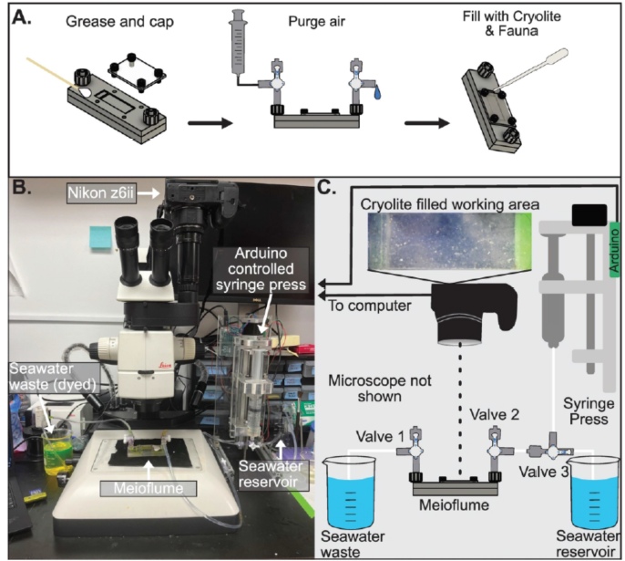 The Meioflume: A new system for observing the interstitial behavior of meiofauna academic.oup.com/iob/advance-ar…