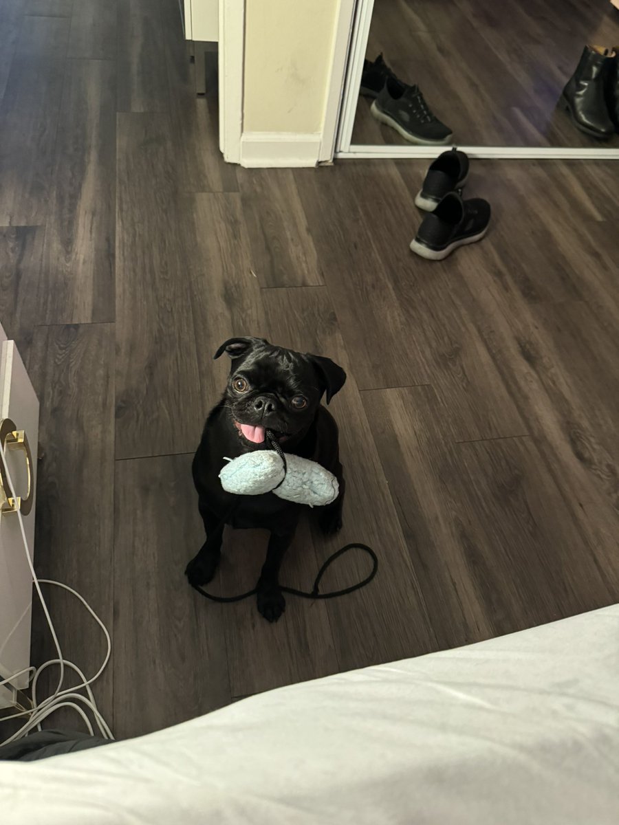 CocothePug2 tweet media