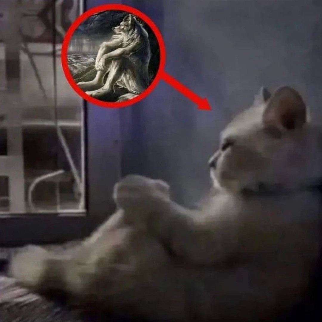 Punch Cat (@punchingcat) on Twitter photo 