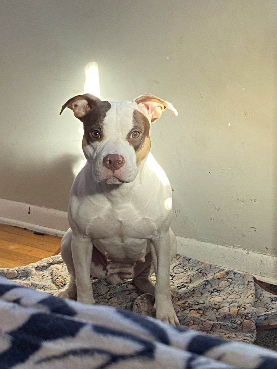 grind107's tweet photo. My dog momma and daddy and this her (Mia) mother is a Tri and daddy is Merle then she breed to this Merle 🔥🔥🤦🏾‍♂️ puppies otw August #sexy #dogs #Merle #Tri #bullies #explore #music https://t.co/zZCJicPkTW