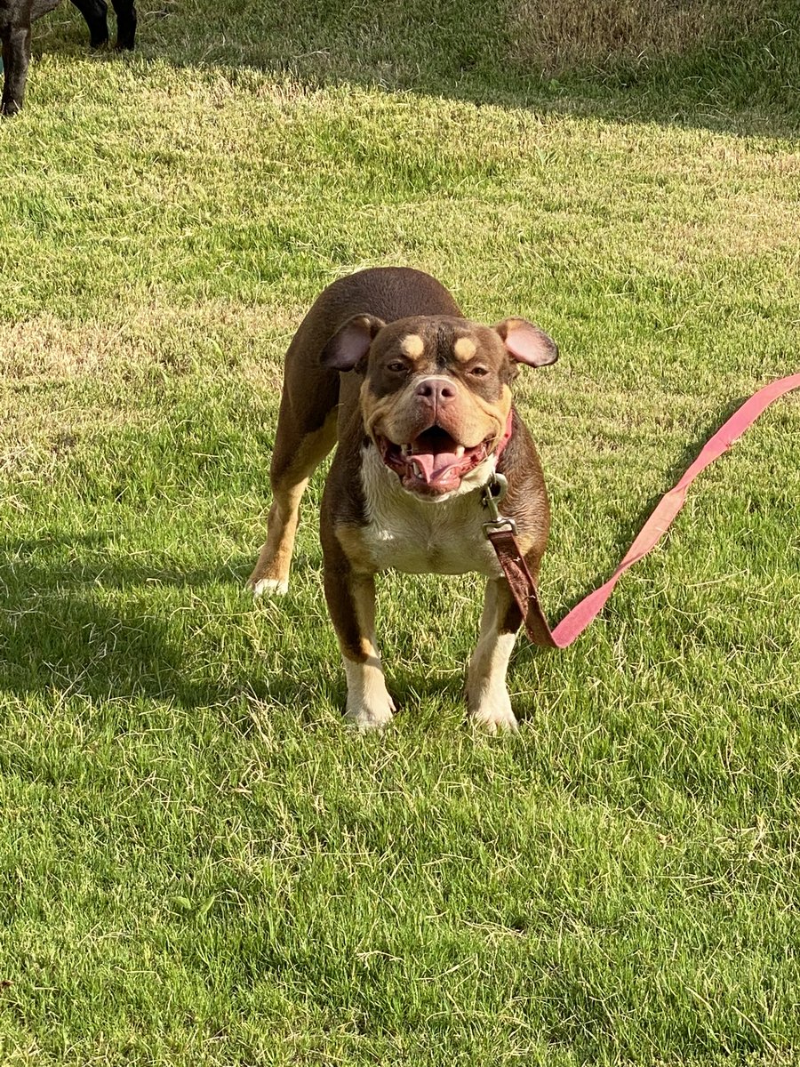 grind107's tweet photo. My dog momma and daddy and this her (Mia) mother is a Tri and daddy is Merle then she breed to this Merle 🔥🔥🤦🏾‍♂️ puppies otw August #sexy #dogs #Merle #Tri #bullies #explore #music https://t.co/zZCJicPkTW