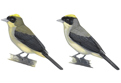 A #newspecies of tanager (#Aves: Thraupidae) from the Eastern slopes of the Andes 
mapress.com/zt/article/vie… 
#Taxonomy
