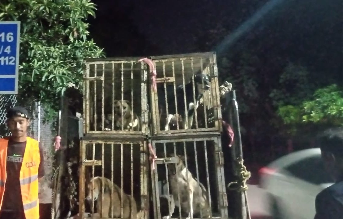 Stray Dog population Control Center (SDPCC) tweet media