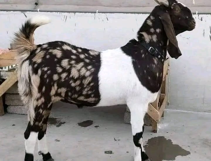 سپیشل عید آفر 15ہزار میں بہترین بکرا دستیاب ہیں
 وقت اور جگہ ھم بتائیں گے کھولنا آپ نے ھے😂😂