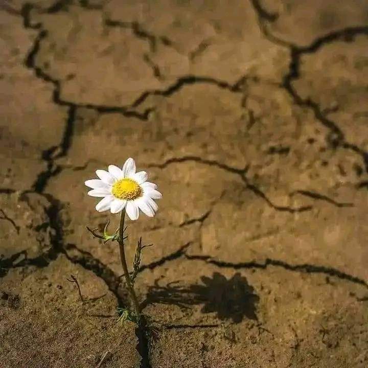 minhaj18md's tweet photo. Broken but alive.🌼🤍 https://t.co/gg1ikpG0YX