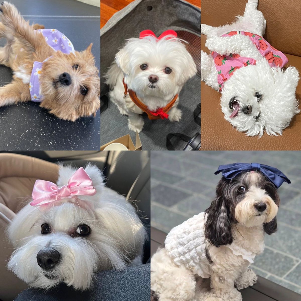 sounds_of_cheol's tweet image. cuties 🥹