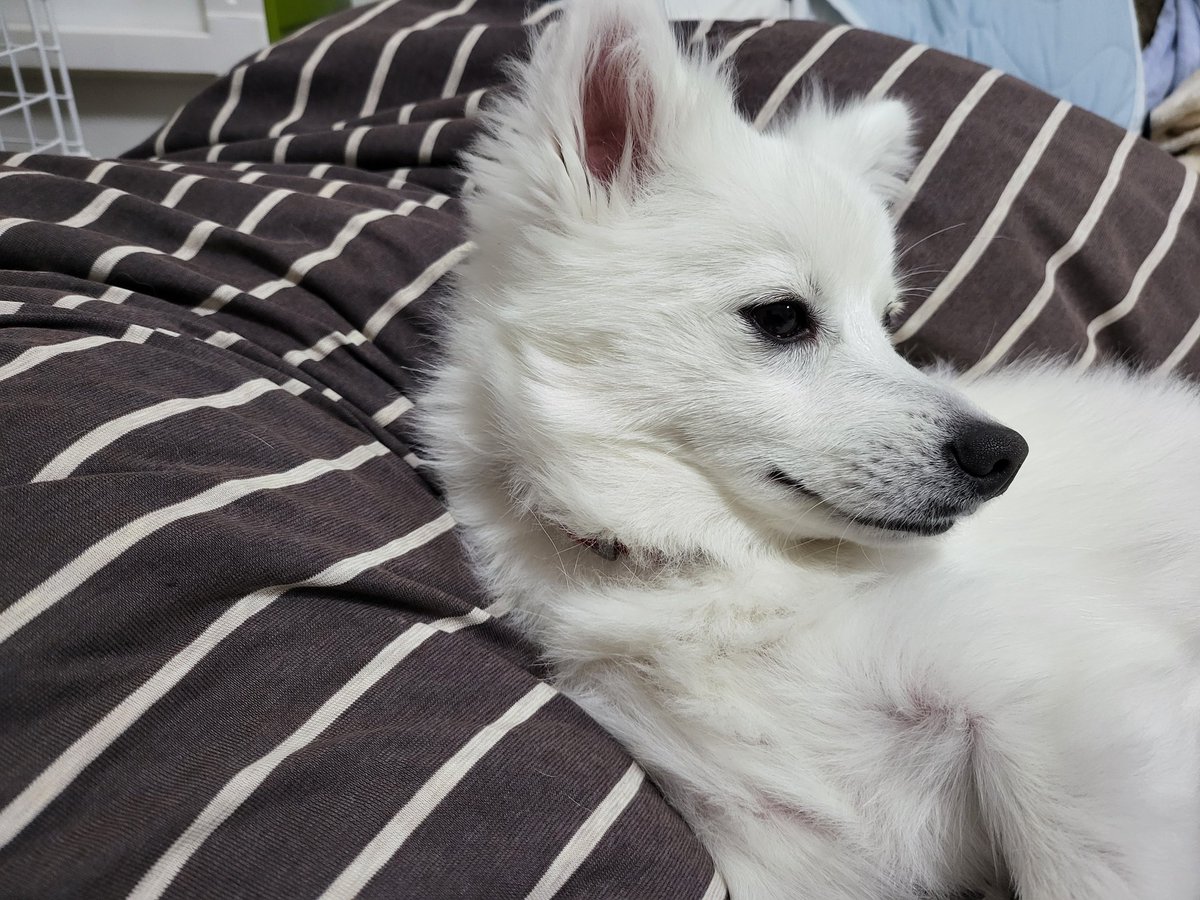hirussyi's tweet photo. リンがいなくなって299日。

近所のお宅で去年の夏頃から白い犬を飼い始めたお宅とかありませんか？

情報お願いします。

リンを保護してるという方、お願いです連絡下さい。

#迷子犬
#日本スピッツ
#拡散希望 
#いわき市
#ハワイアンズ
#ららみゅう
#会いたい
#家族
#愛犬
#スピッツ https://t.co/xVDMdr25rT