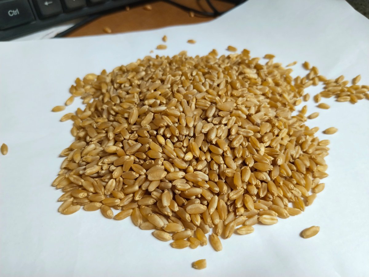 Krupali Traders :- Wheat, Export youtu.be/SO31xqWCZRo?si… via <a href="/YouTube/">YouTube</a>