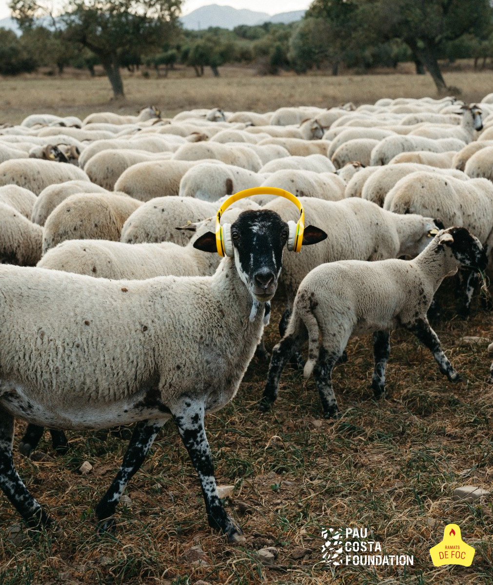 Avui comença el <a href="/SonarFestival/">Sónar</a> ! Un any més aquest festival aposta per la ramaderia extensiva que gestiona i redueix el risc d'incendis forestals 🐑🔥
Així mateix, a l'àrea SonarVIP es podrà degustar una selecció de formatges de ramaderes i ramaders de Ramats de Foc! 🧀💛