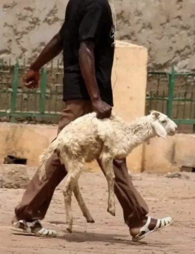 bigbirdShelle's tweet photo. People wey dey sell ram go whine you, na you no go gree

1.4m for ileya ram ke, e dey speak larubawa???? https://t.co/DIhoresEei