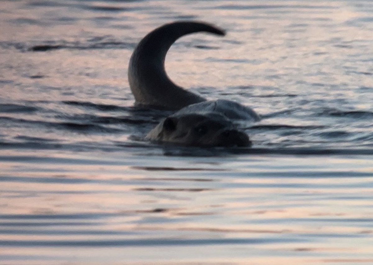 sandgrouse01's tweet photo. Working yesterday evening, but the light nights allowed enough time for me to go for a walk @RSPBLochwinnoch 

Amazing views of 3 otters at dusk last night on #castlesemple loch seen from boardwalk,  wonderful evening  chorus and fantastic sunset #otter #relaxing #lochwinnoch https://t.co/NNeqQWaJHk